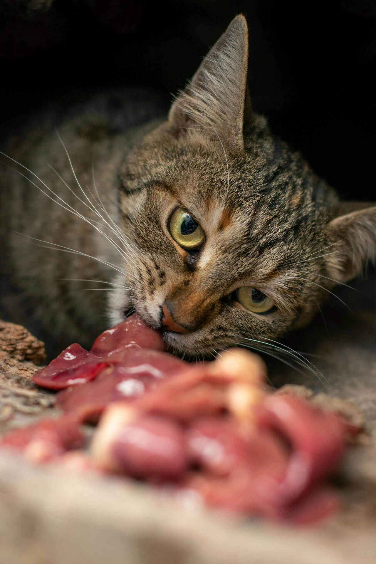 FELICIDAD FELINA