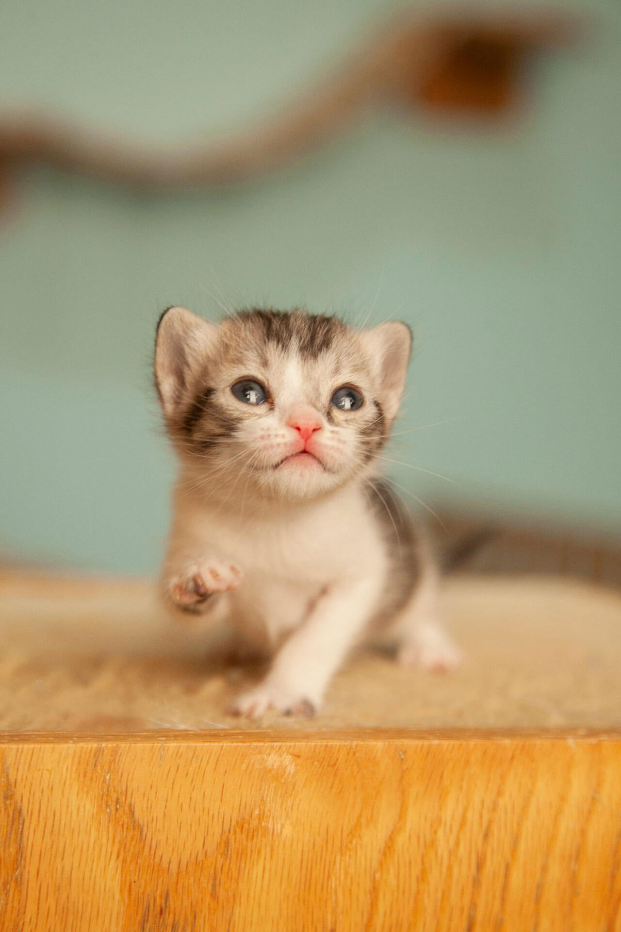 FELICIDAD FELINA